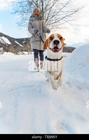 Jeune fille sur une marche avec son chien beagle en hiver s'amuser sur la neige première fois. Banque D'Images