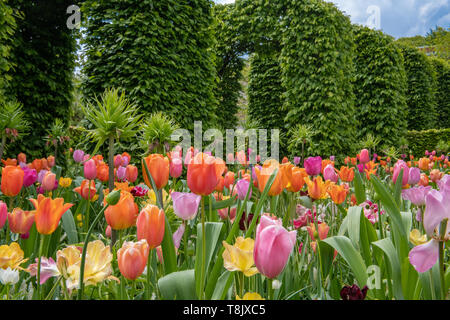 Champ de tulipes & tulip bed - jardins de Keukenhof - fleurs de printemps tulipes en Hollande - aux Pays-Bas - Tulipa Liliacées espèce - famille Banque D'Images