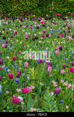 Champ de tulipes & tulip bed - jardins de Keukenhof - fleurs de printemps tulipes en Hollande - aux Pays-Bas - Tulipa Liliacées espèce - famille Banque D'Images