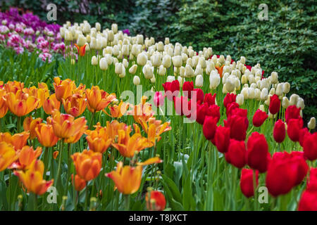 Tulipes multicolores & tulip bed - jardins de Keukenhof - fleurs de printemps tulipes en Hollande - aux Pays-Bas - Tulipa Liliacées espèce - famille Banque D'Images