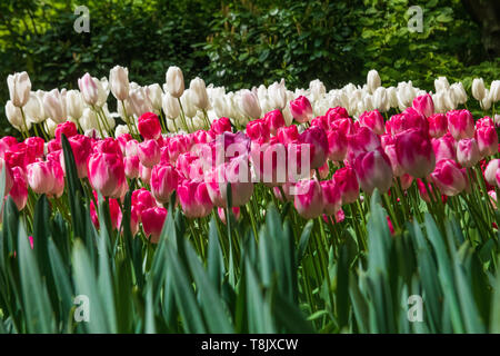 Tulipes roses et blanches & tulip bed - jardins de Keukenhof - fleurs de printemps en Hollande - tulipe rose aux Pays-Bas - Tulipa Liliacées espèce - famille Banque D'Images