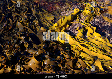 Forêt de laminaires frondes de couleur verte et marron échoués sur les rochers à marée basse sur la côte Est de la Tasmanie en Australie. Banque D'Images