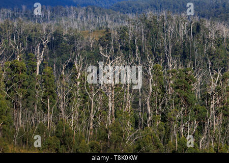 Tarkine désert dans le nord-ouest de la Tasmanie avec une forêt d'eucalyptus morts ou mourants. Banque D'Images