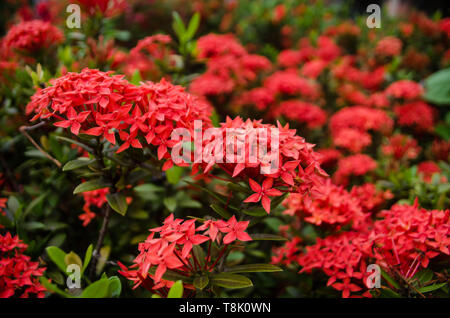 Ixora coccinea fleurs dans fulll bloom dans un jardin Banque D'Images