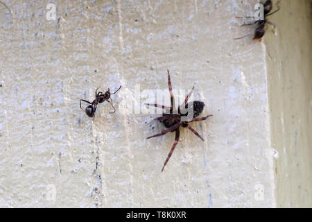 Macro shot of Spider vs fourmi noire, une autre fourmi essaie de sûr sa mate Banque D'Images