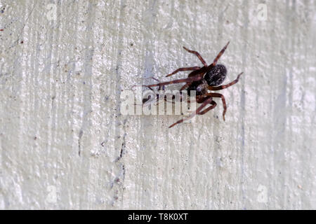 Une araignée attaque une fourmi qui se trouve dans son site web. Banque D'Images