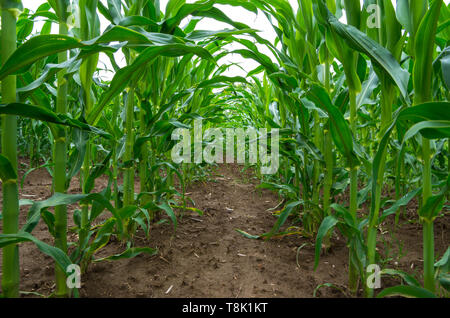 Champ de maïs de près. Les plantes de maïs cultivé dans le domaine agricole. Banque D'Images