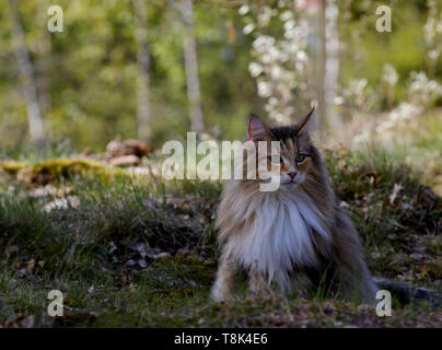 Jolie femme chat norvégien à l'extérieur au début du printemps Banque D'Images