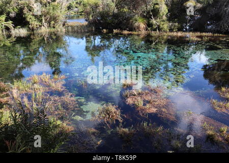 Te WaikoroPupu springs, Takaka, Golden Bay, Nouvelle-Zélande Banque D'Images