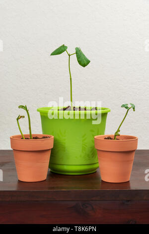 Shot verticale de trois pots avec les jeunes plantes en eux. Surface en bois avec un fond blanc texturé. Banque D'Images