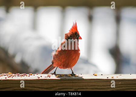 Le cardinal de manger.(2) Banque D'Images
