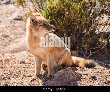 Culpeo (Lycalopex culpaeus), fox andine dans le désert, San Pedro de Atacama, Chili Banque D'Images