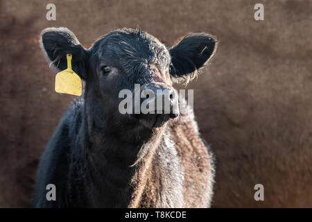 Cute Black Angus veau avec une étiquette jaune sur un fond brun Banque D'Images