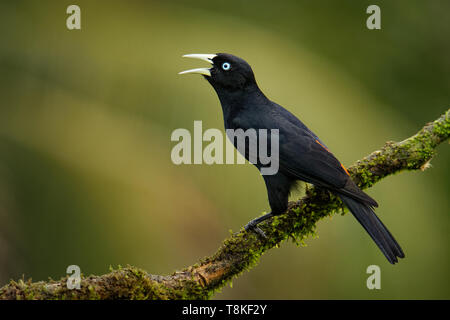 Cassique Cul-rouge - Cacicus uropygialis microrhynchus passereau de la famille des Icteridae, races de Honduras à Panama et dans le Pacifique Banque D'Images
