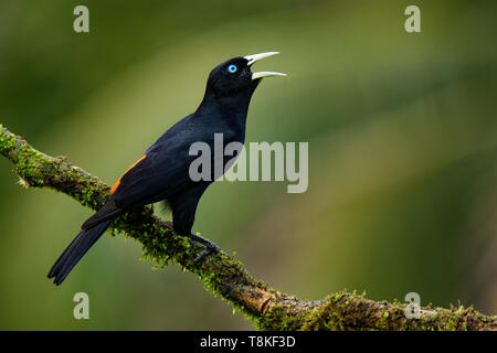 Cassique Cul-rouge - Cacicus uropygialis microrhynchus passereau de la famille des Icteridae, races de Honduras à Panama et dans le Pacifique Banque D'Images