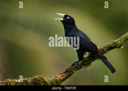Cassique Cul-rouge - Cacicus uropygialis microrhynchus passereau de la famille des Icteridae, races de Honduras à Panama et dans le Pacifique Banque D'Images