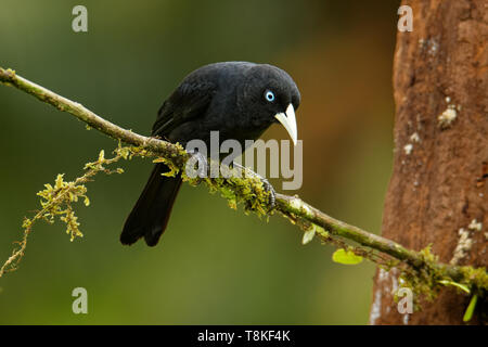 Cassique Cul-rouge - Cacicus uropygialis microrhynchus passereau de la famille des Icteridae, races de Honduras à Panama et dans le Pacifique Banque D'Images