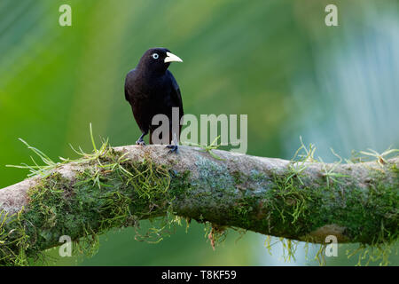 Cassique Cul-rouge - Cacicus uropygialis microrhynchus passereau de la famille des Icteridae, races de Honduras à Panama et dans le Pacifique Banque D'Images