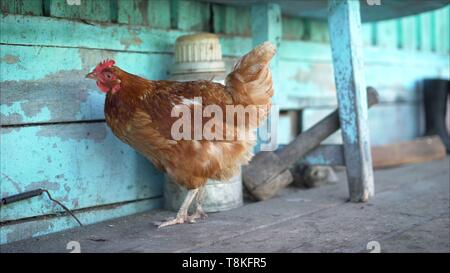 Peinture bleu mange du poulet. Le poulet picore la peinture. Banque D'Images