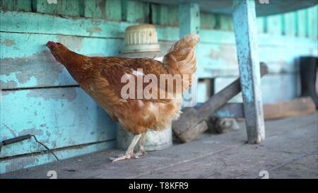 Peinture bleu mange du poulet. Le poulet picore la peinture. Banque D'Images