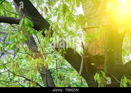 Maison d'oiseau allaitement, chambre mangeoire pour oiseaux dans le parc sur le big grand arbre. Banque D'Images