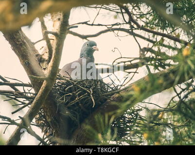 Pigeon ramier commune sur Nestle sur le Pin Banque D'Images