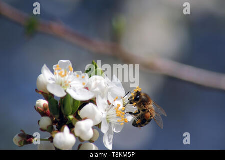 Collecte d'abeilles sur les fleurs le nectar des fleurs blanc apple. Anthophila, Apis mellifera. Close up Banque D'Images