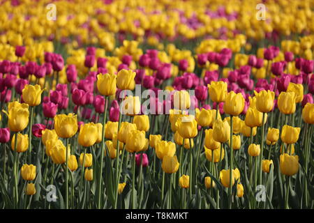 Domaine de tulipes en fleurs en journée ensoleillée, selective focus. Jaune et violet fleurs tulipes colorées, floral background Banque D'Images