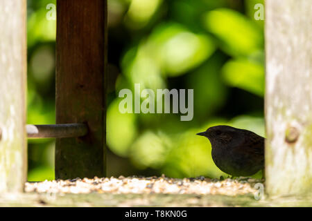 Nid (Prunella modularis) perché sur le dos d'oiseaux protégés en table silhouette. Banque D'Images