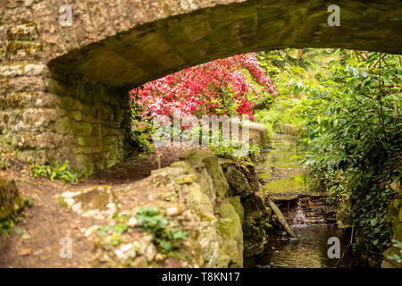 Photographie en couleur au point sélective axée sur azaelea rose prise en vertu de vieux pont de pierre. Branksome chine gardens, Poole, Dorset, Angleterre. Banque D'Images