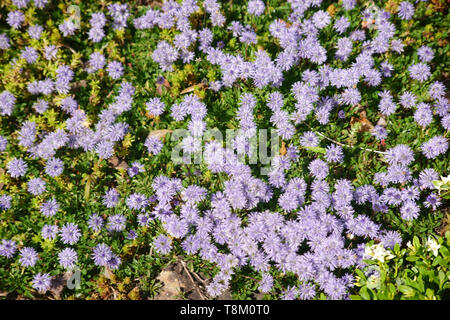 Le libre et Vue de dessus d'un lit de jardin avec les fleurs du coeur-leaved globe fleur. Banque D'Images