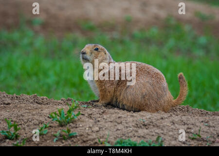 Femme chien de prairie (Cynomys ludovicianus), Castle Rock Colorado nous. Photo prise en mai 2019. Banque D'Images