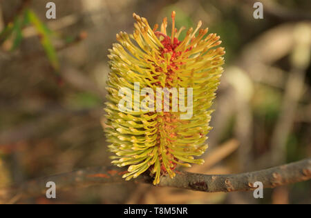 Banksia Banksia marginata, d'argent, montrant des fleurs fleurs ou infloresceneces dans le sud de la Tasmanie. Banque D'Images