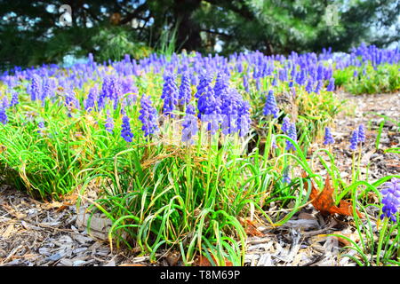 Muscari Blue Bells Champ de fleur Banque D'Images