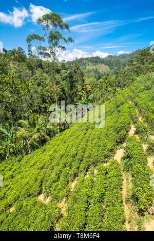 Le Sri Lanka, la province d'Uva, Ella, la ville est entourée de collines couvertes de forêts et de plantations de thé Banque D'Images