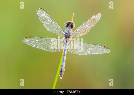 Un homme couvert de rosée (Dragonlet bleue peu Erythrodiplax minuscula) perchoirs en attendant le soleil pour réchauffer les ailes en début de matinée. Banque D'Images