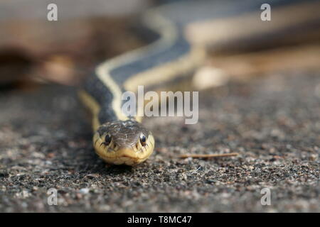 L'Est (Thamnophis sirtalis sirtalis) Pansy Patch Park, Pembroke, Ontario, Canada Banque D'Images