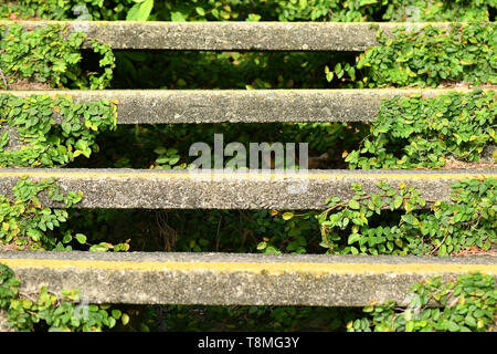 Escaliers dans un environnement de nature, la nature et ses modèles sont intrinsèquement belle. Banque D'Images