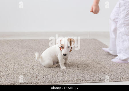 Animaux domestiques, d'animaux et de concept intérieur - le petit Jack Russell Terrier puppy assis sur un tapis dans la salle de séjour Banque D'Images