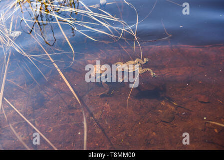 Les crapauds sur le lac de la forêt. La lutte pour la femelle durant l'accouplement. Banque D'Images