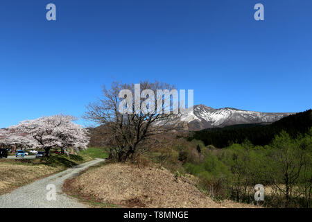 Printemps à Tazawa Kogen, Akita, Japon Banque D'Images