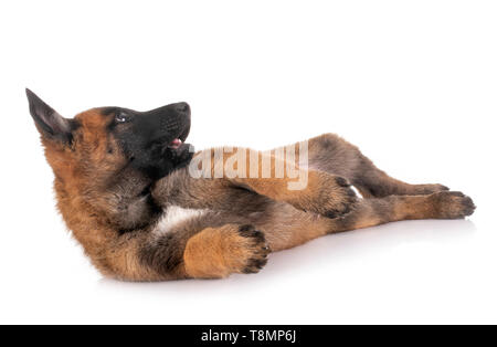 Chiot berger belge in front of white background Banque D'Images