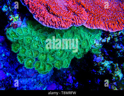 Toxique vert Parazoanthus colonie dans coral reef aquarium Banque D'Images