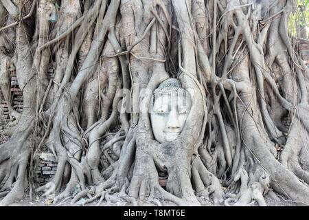 Tête de bouddha sculpture dans Ayutthaya, Thaïlande. Les racines des arbres monument. Banque D'Images