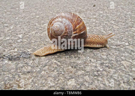 Escargot traversant une route romaine Banque D'Images