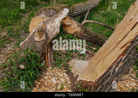 Zone de castor, rongé, arbres abattus Banque D'Images