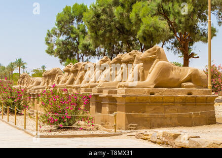 Des statues dans l'Allée de sphinx le Ram-Headed au Temple de Karnak à Louxor, Egypte Banque D'Images