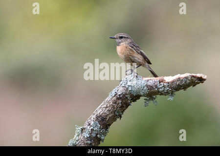 (Saxicola torquata stonechat femelle) sur un vieux morceau de bois Banque D'Images