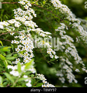 Fleurs blanches spirea branches d'un feuillage vert contexte trouble Banque D'Images