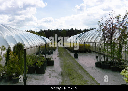 Rangées de conifères dans les plantes de pépinières d'arbres du jardin Banque D'Images